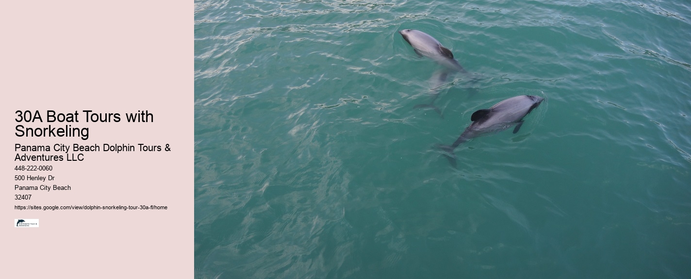 How To Watch A Dolphin Tale