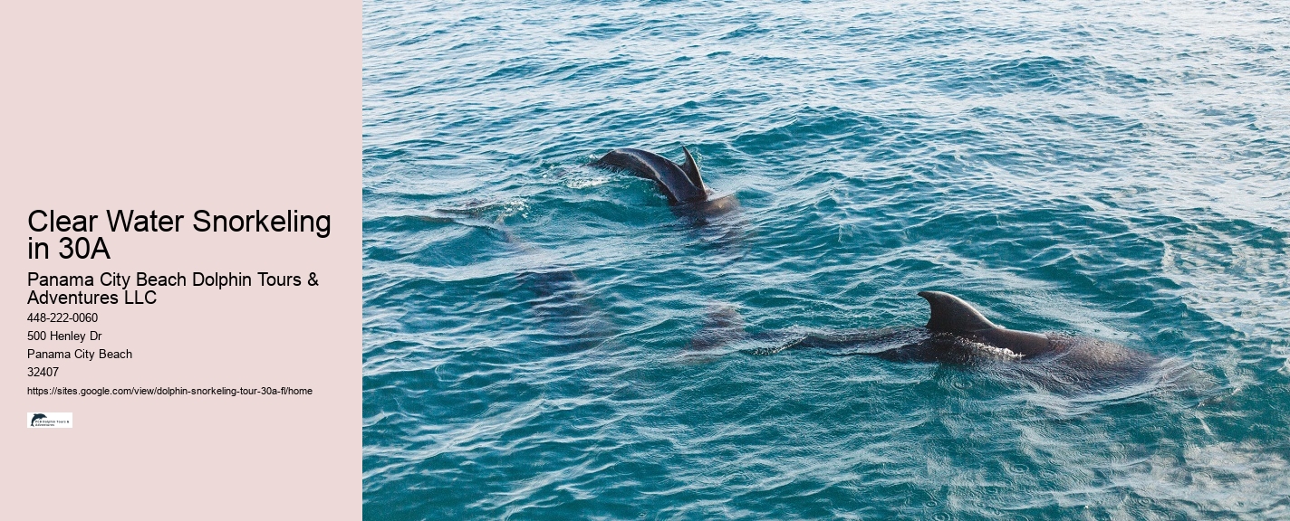 Dolphin Tour Boat Ride