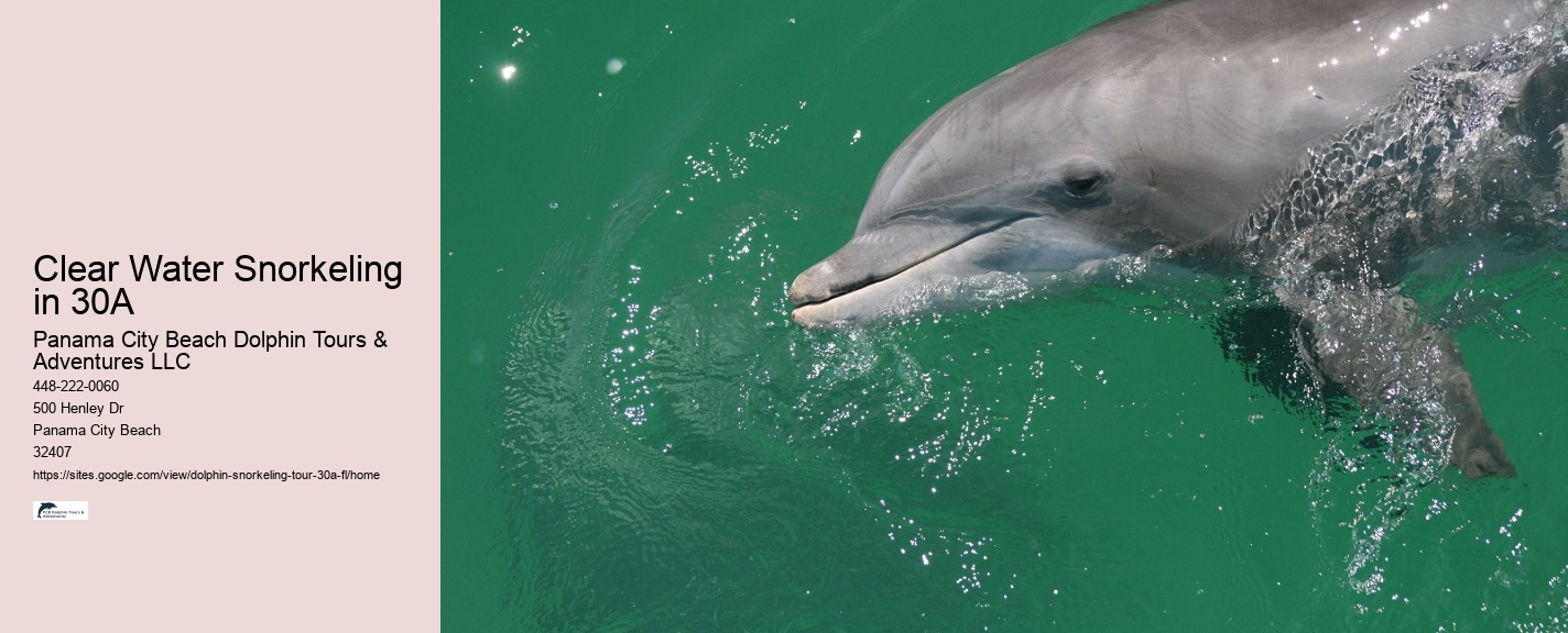 Dolphin and Whale Watch