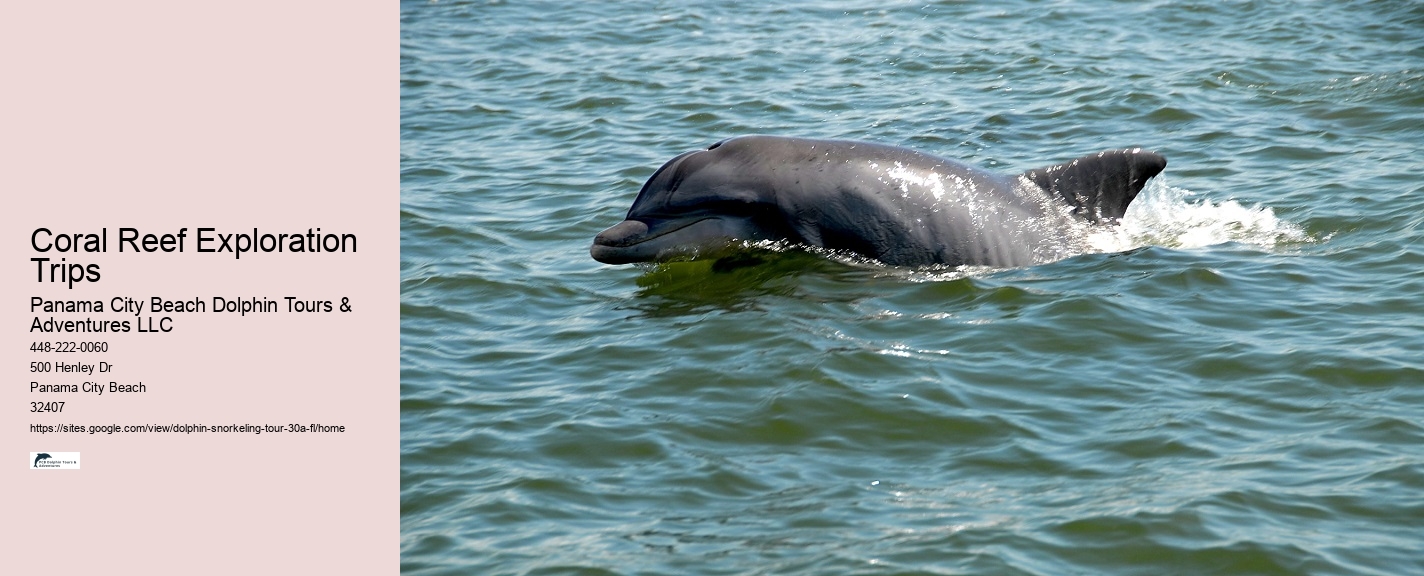 Why Dolphins Are Important