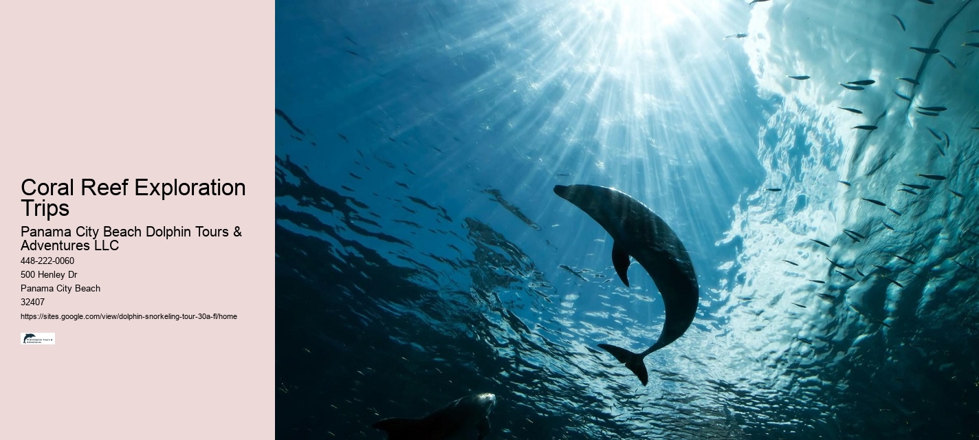 Snorkeling and Dolphin Tour