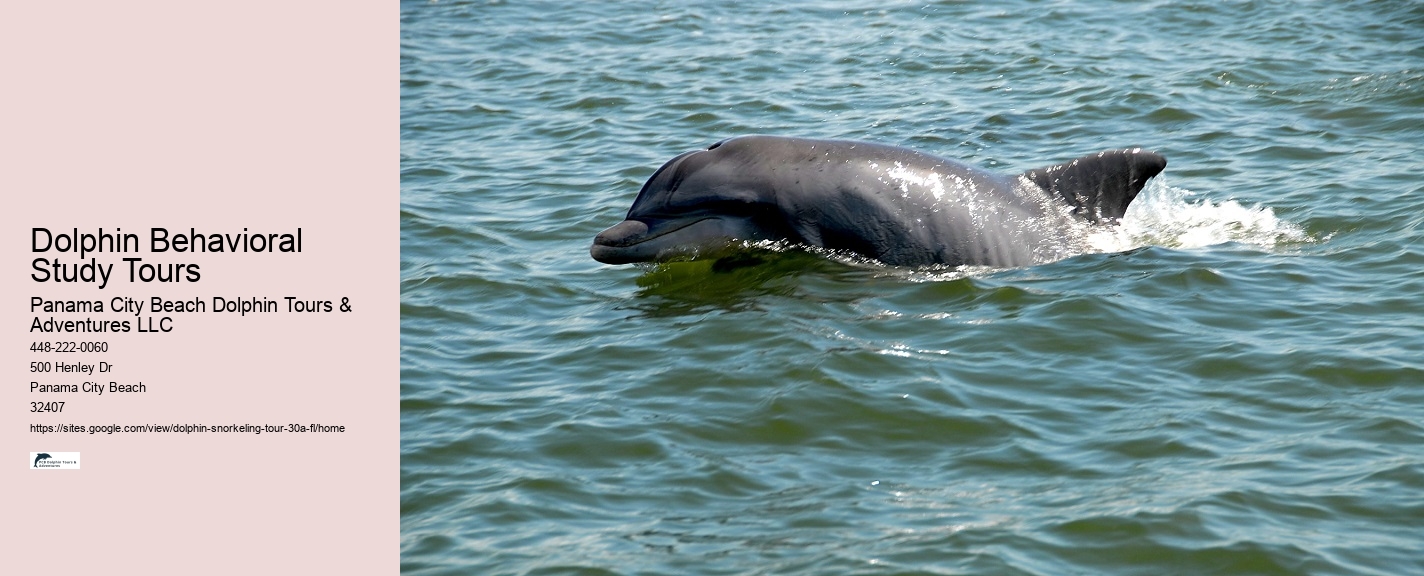 Dolphin Tours In Panama City Beach