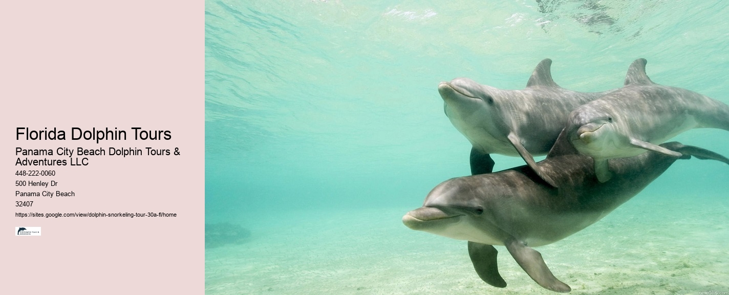 Florida Dolphin Tours