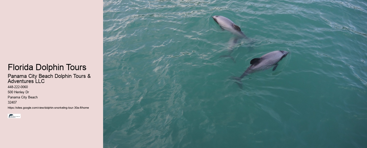 Where To Watch A Dolphin Tale