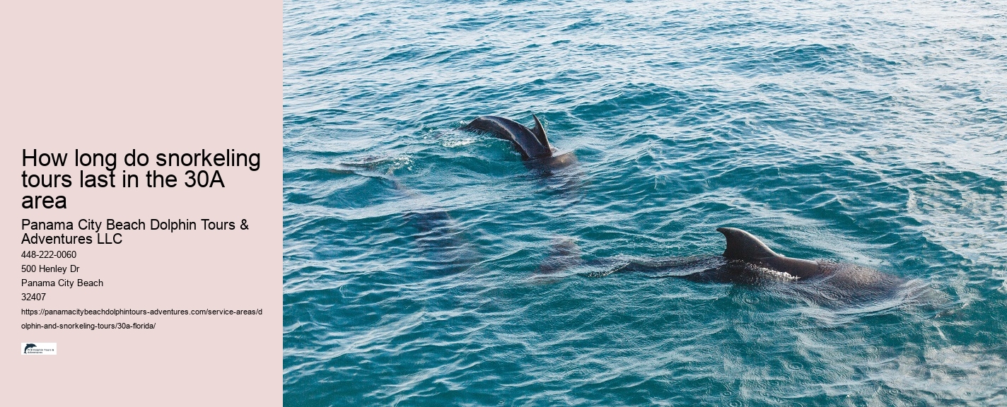 What is the difference between dolphin discovery and dolphin encounter