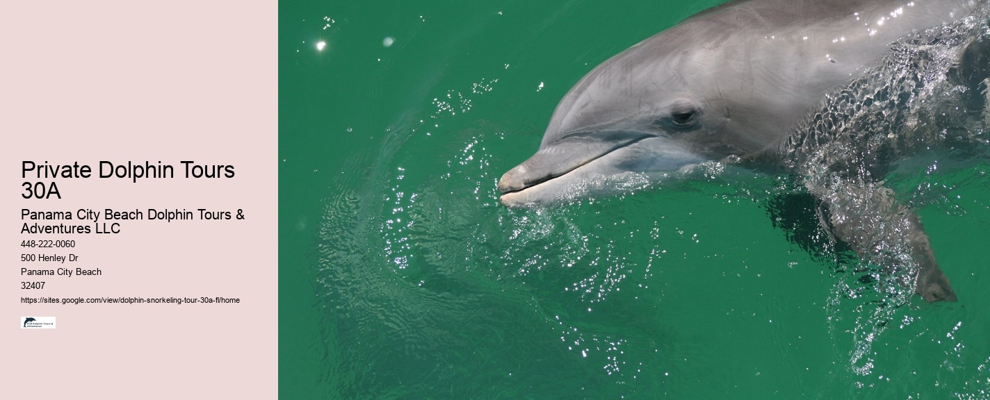 Best Dolphin Tours Near Me