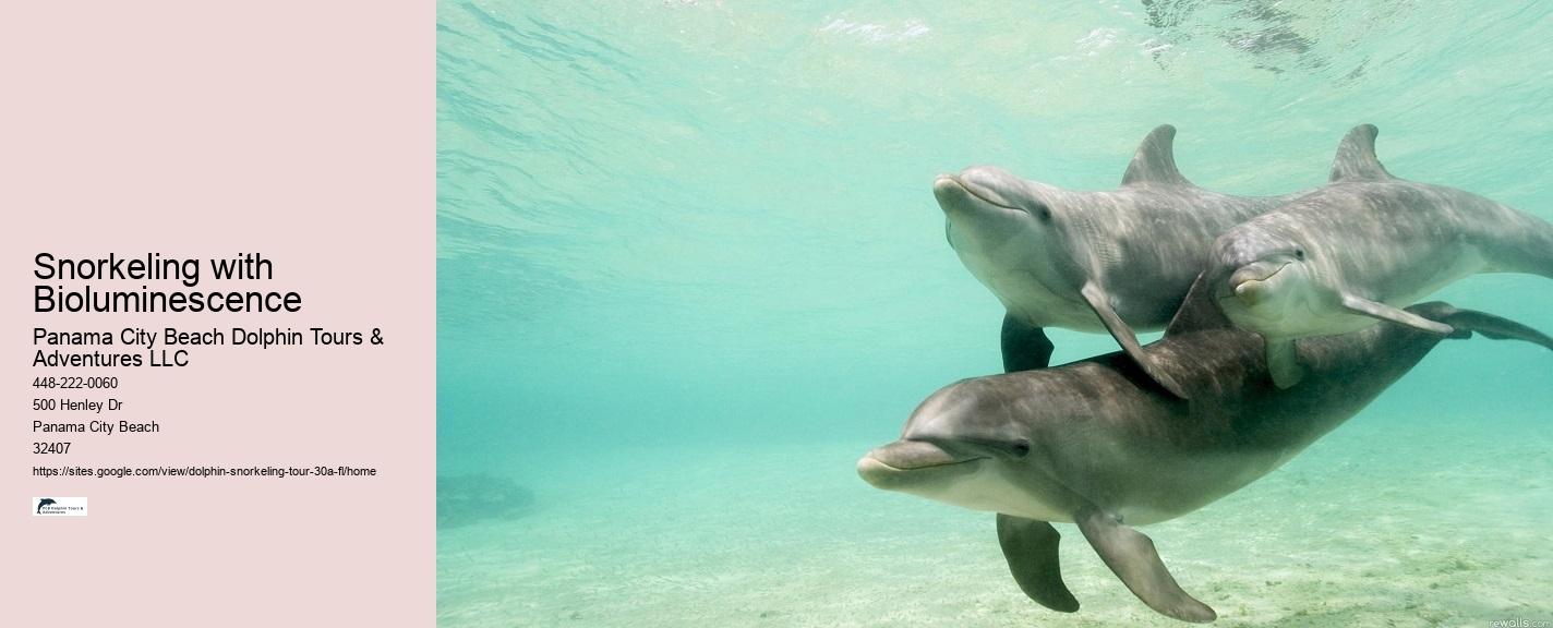 Dolphin Cruise and Snorkeling Adventure
