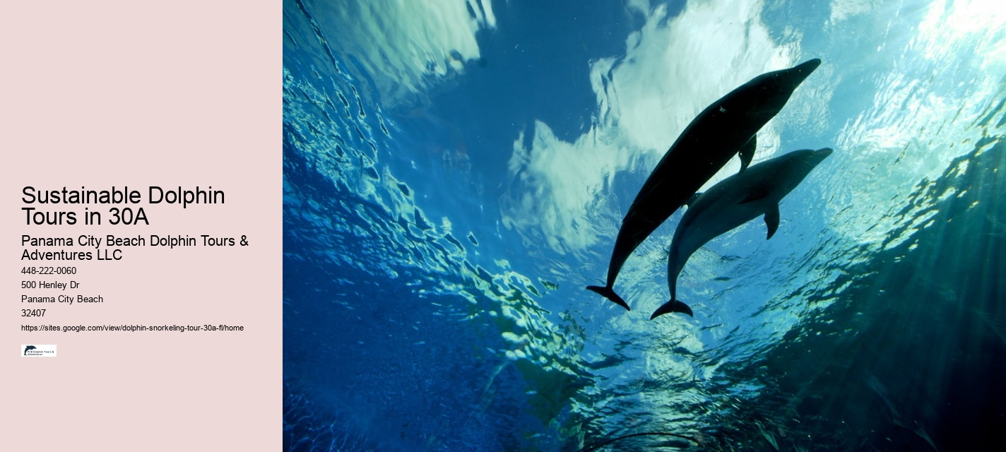 What is the difference between dolphin discovery and dolphin encounter