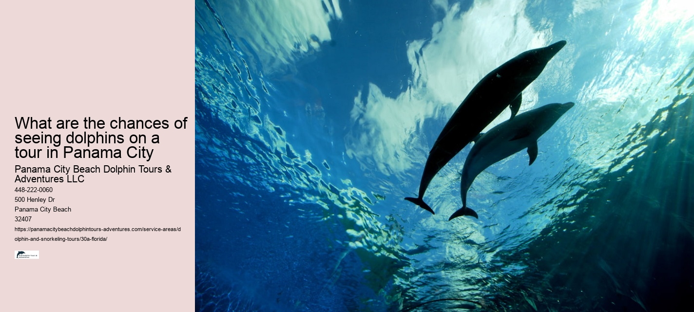 What are the chances of seeing dolphins on a tour in Panama City