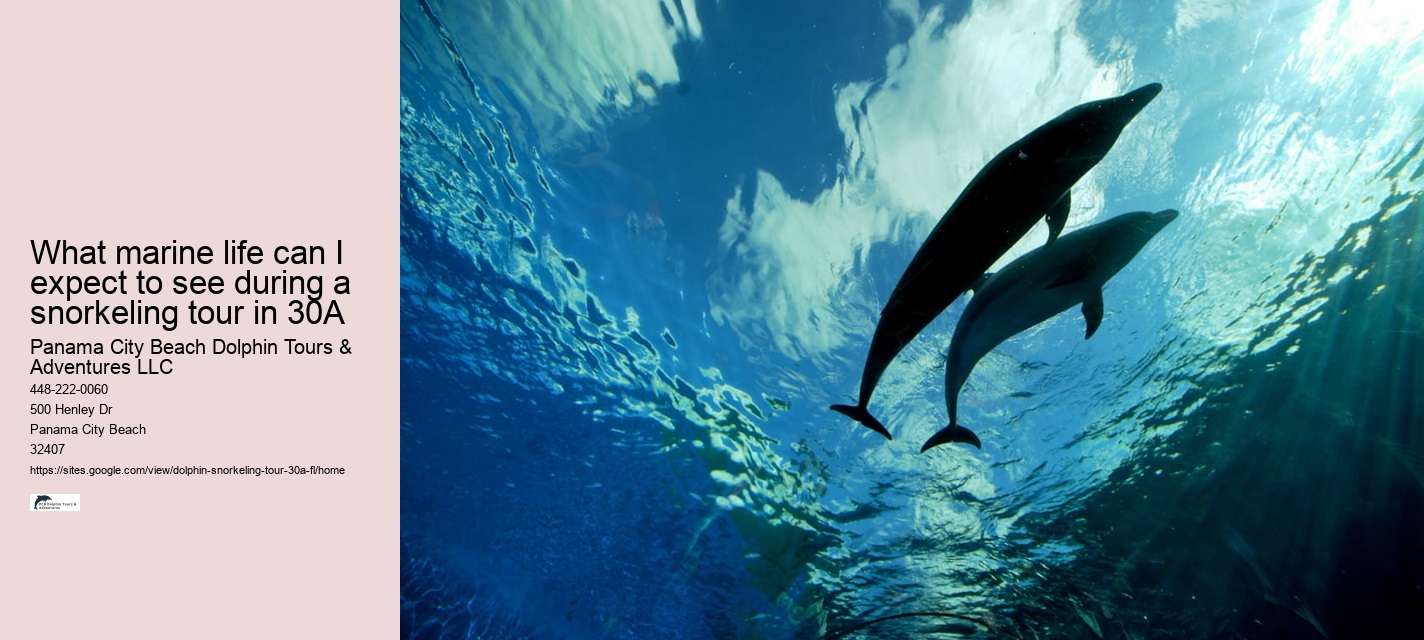 Dolphin Watching