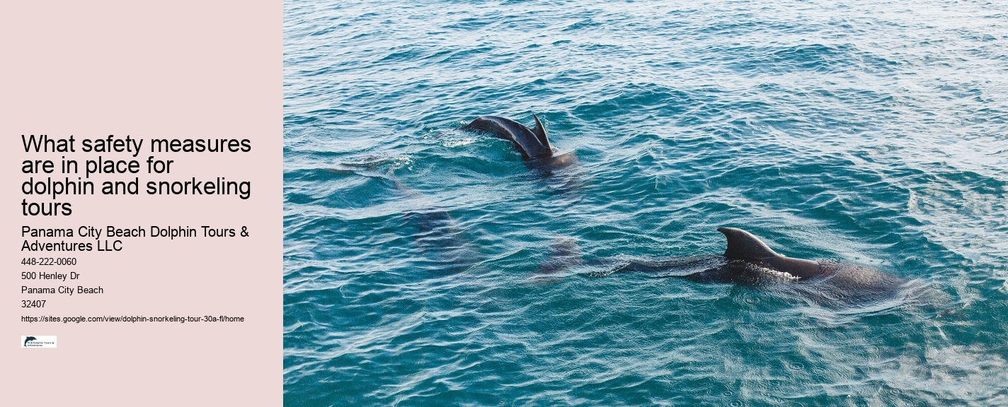 What is the best time of day to go on a dolphin tour