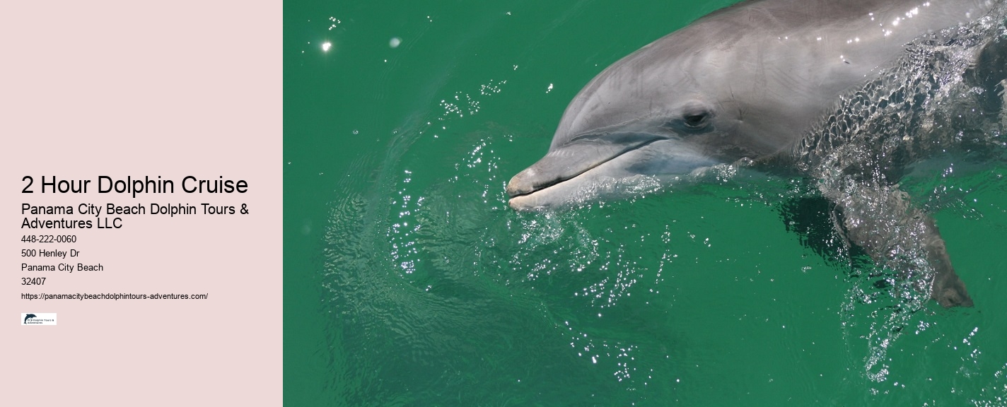 Individual Dolphin Discovery and Snorkeling