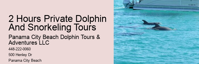 Individual Dolphin Expedition with Snorkeling