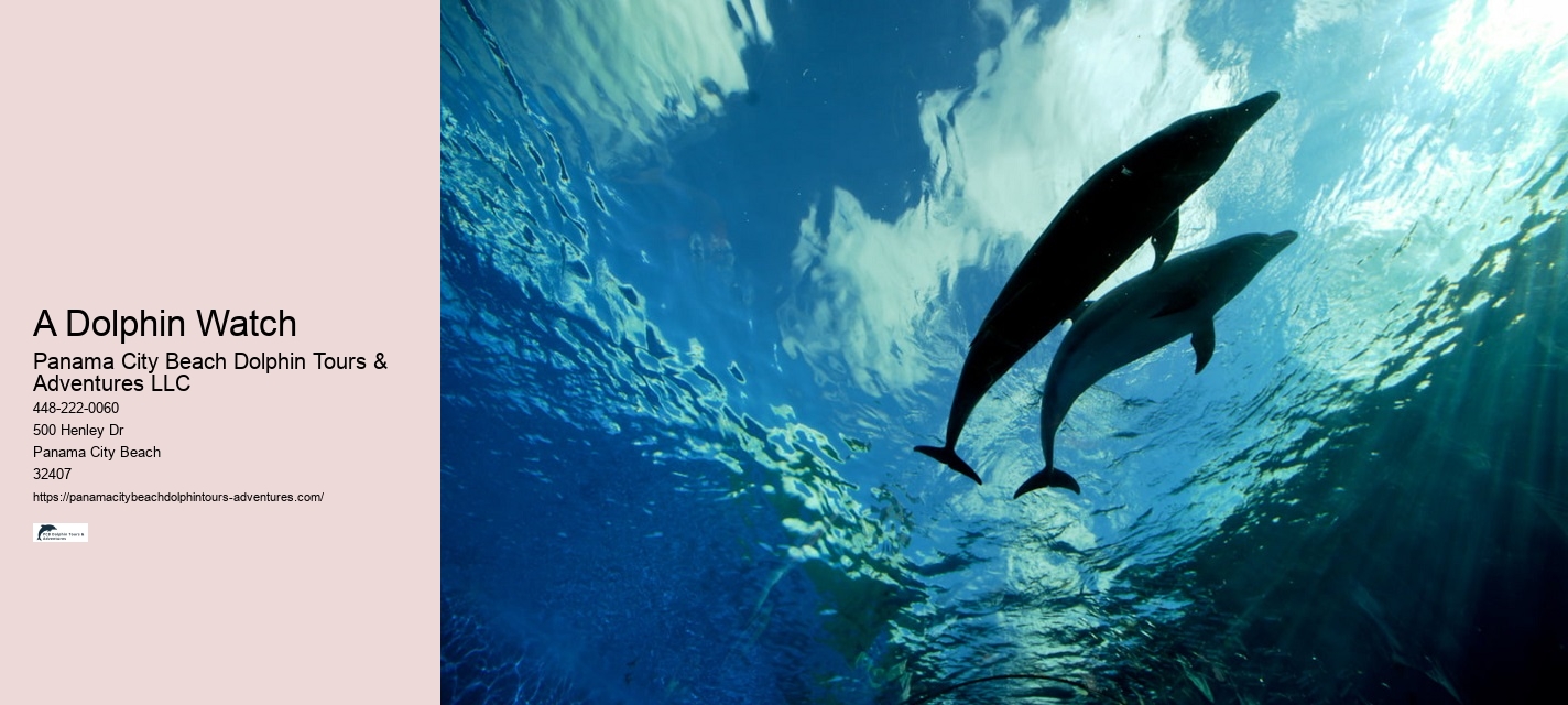 Panama City Beach Fl Dolphin Cruise