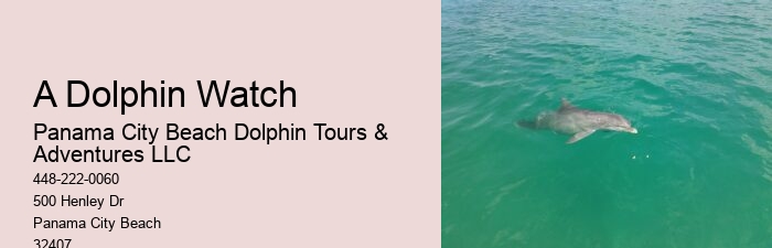 Dolphin Watching And Snorkeling Adventures In Split