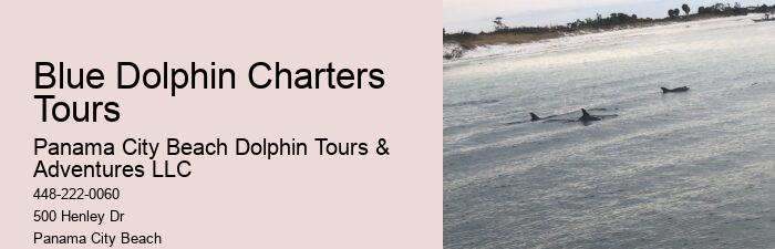 Salty Fins Dolphin And Snorkeling Tours