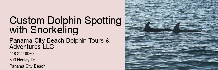 Which Beach Is Best For Dolphin