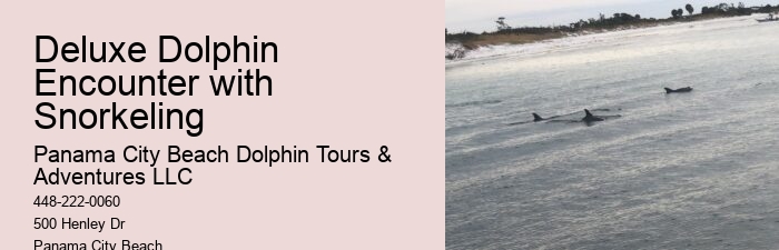 Custom Dolphin Encounter and Snorkeling
