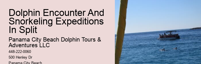 Tailored Dolphin Watching with Snorkeling