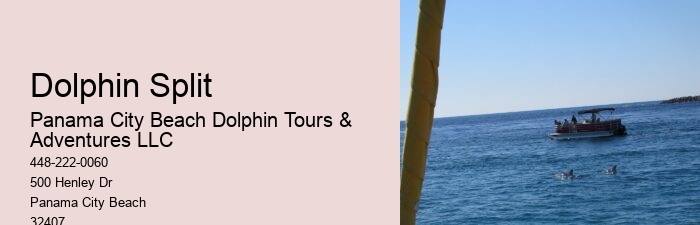 Luxury Dolphin Encounter and Snorkeling