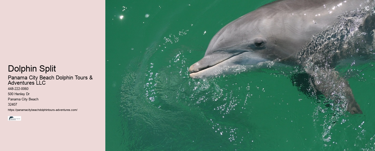 Dolphin And Snorkel Tours Panama City Beach