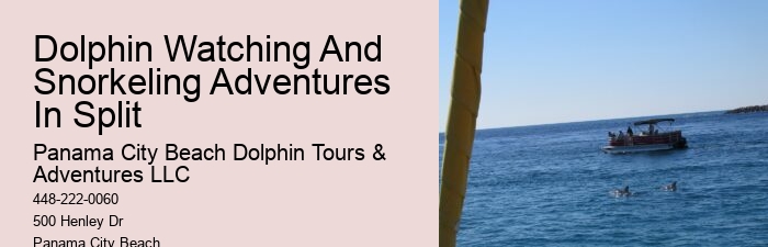 Customized Dolphin Exploration and Snorkeling Adventures