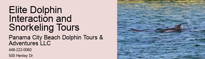 What Should I Bring To Dolphin Cove