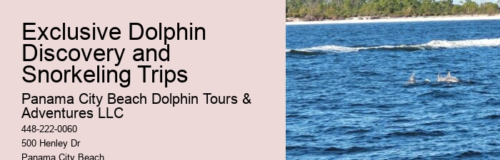 Swimming With Captive Dolphins