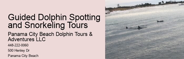 Bespoke Dolphin Expedition with Snorkeling