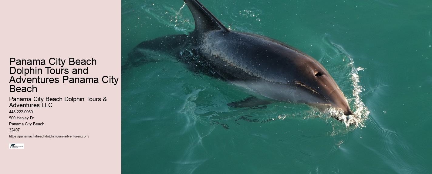 Are there any special events or themed tours for dolphin watching