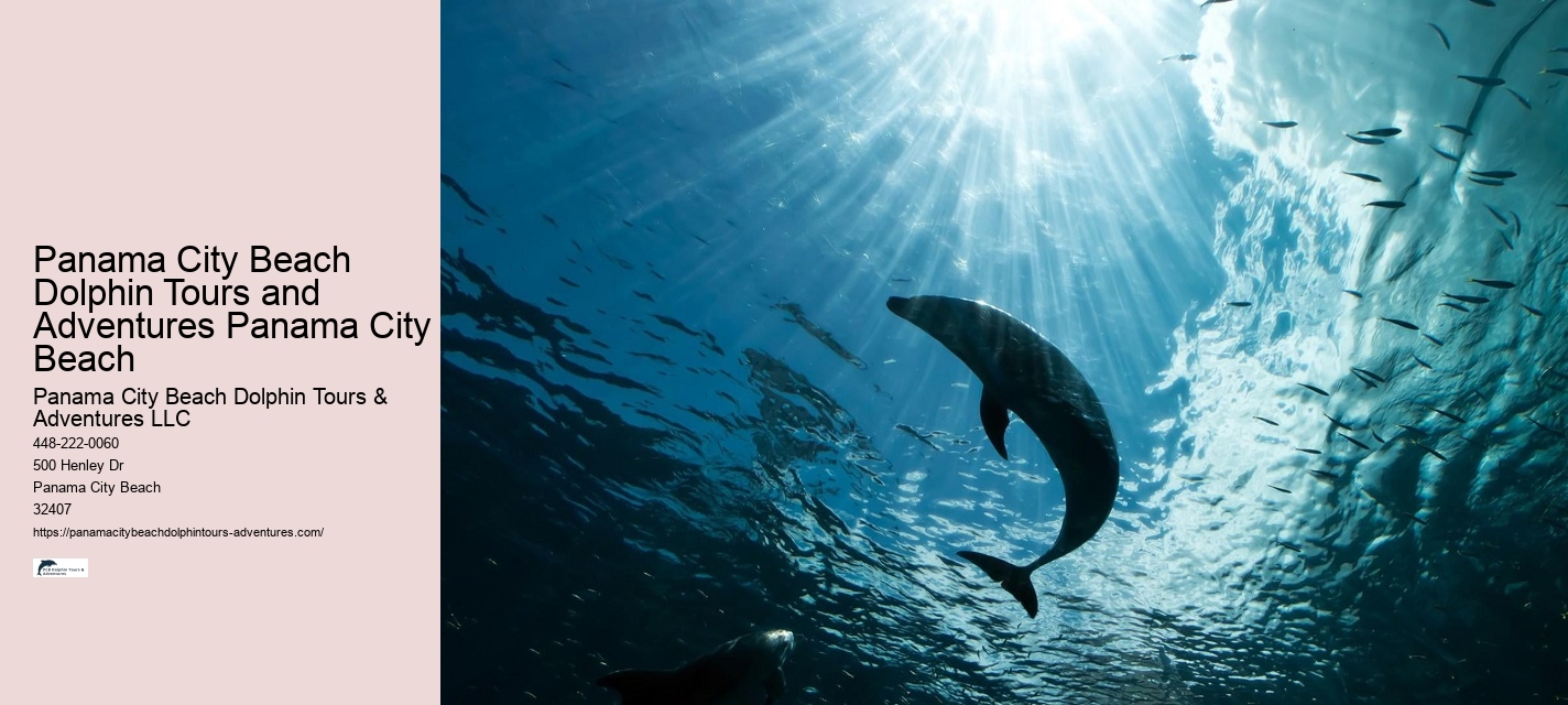 Bespoke Dolphin Spotting and Snorkeling Tours