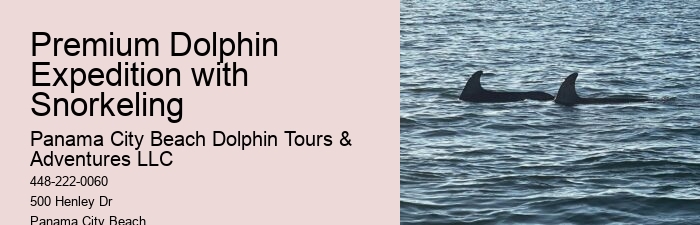 2 Hours Private Dolphin And Snorkeling Tours