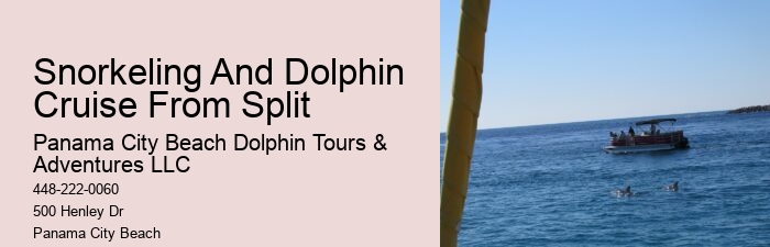 Beach Dolphin Tours