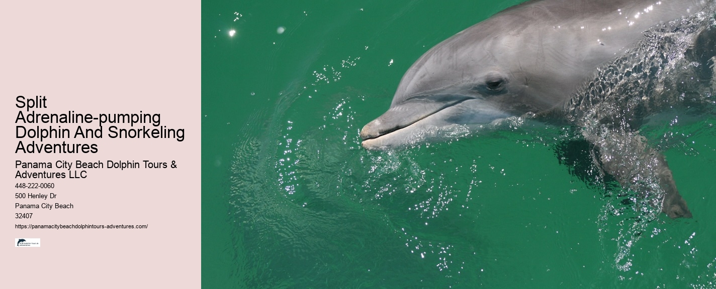 Secluded Dolphin Encounter with Snorkeling