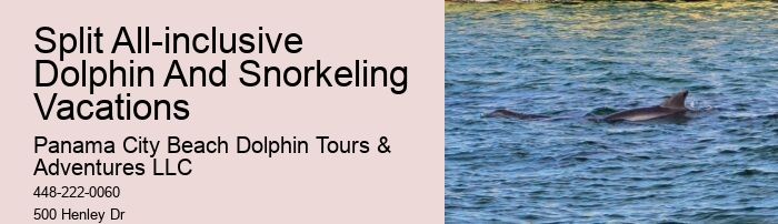 Can You Still Swim With Dolphins In Florida