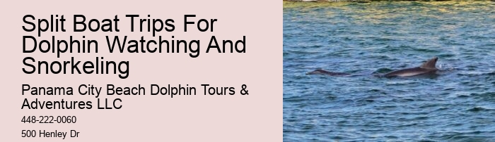 Intimate Dolphin Swim and Snorkeling