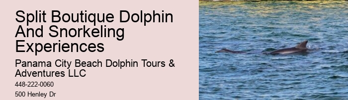 Personal Dolphin Encounter and Snorkeling Adventures