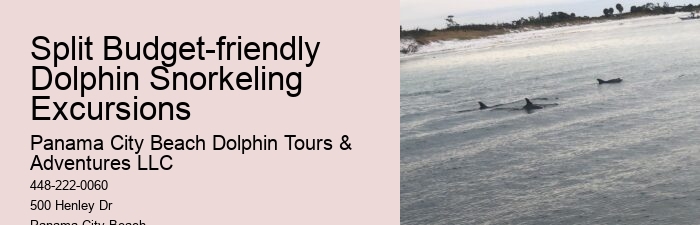 Top Dolphin Tour