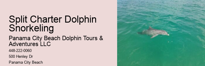 Panama City Beach Dolphin Tours & More Panama City Fl