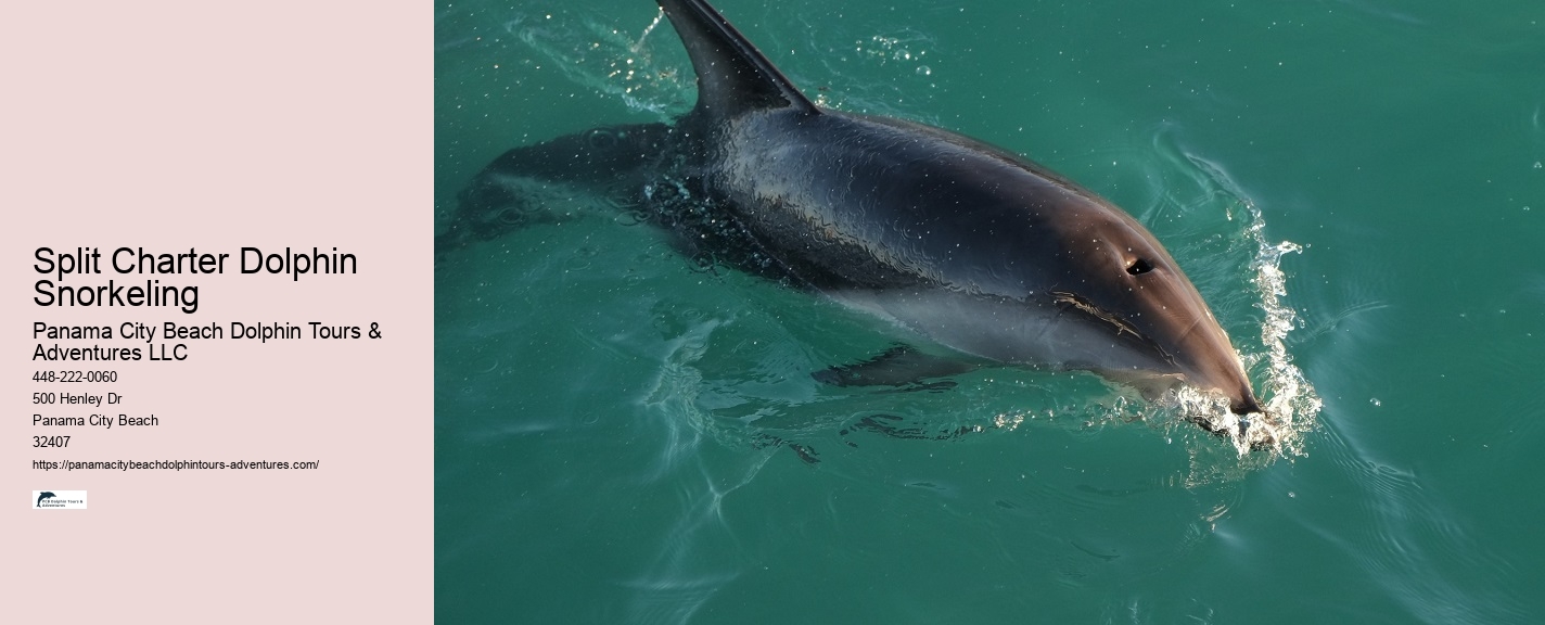 Elite Dolphin Expedition and Snorkeling Tours