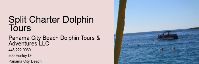 Panama City Beach dolphin discovery experiences