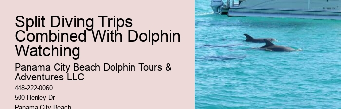 Best Time Of Year (And Day) To See Dolphins In Destin Florida
