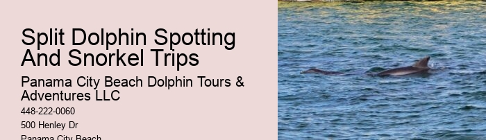Dolphin Snorkeling