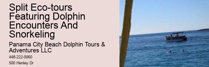 How much does a dolphin tour in Panama City Beach cost