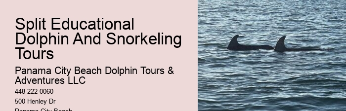 Split Customizable Dolphin And Snorkeling Packages