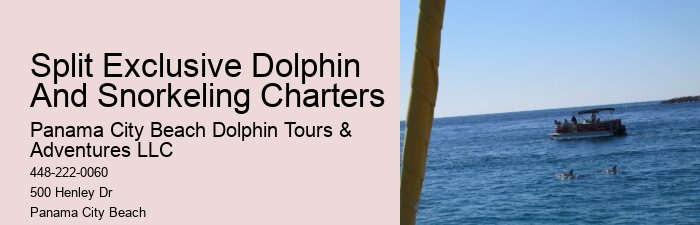 Why Do Dolphins Swim Around You