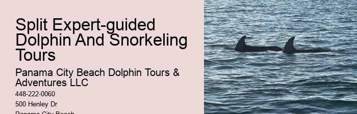 Split Unforgettable Snorkeling And Dolphin Trips