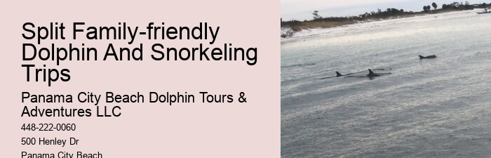 What To Do If A Dolphin Approaches You