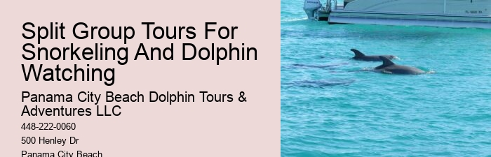 Best Time For Dolphin Watching San Diego