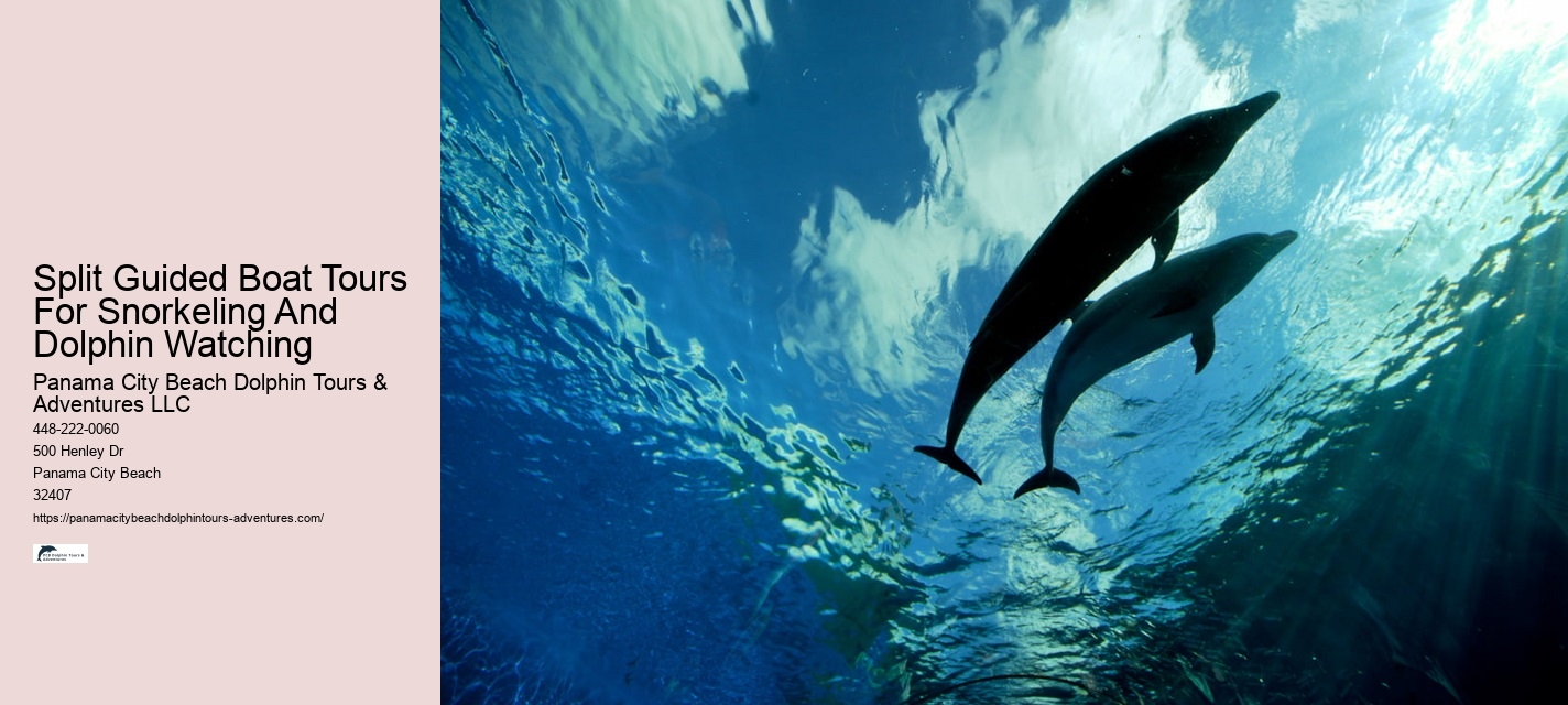 Deluxe Dolphin Safari and Snorkeling Trips